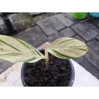 ราคา ข่าด่างเหลือง ข่าด่างลายเทพ (4695168873)