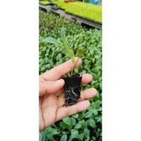 ราคา ต้นกล้า เคลไดโน พร้อมปลูก กล้า ละ 12 บาท dino kale คะน้า เคลไดโนเสาร์ เคล Lacinato Kale (27772883802)