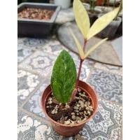 ราคา กวัก​มรกต​ด่าง​(ได้​ต้น​ใน​ภาพ)​ (15302120037)