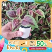 ราคา ต้นไม้และดอกไม้ประดิษฐ์,ต้นไม้ปลอม,ต้นไม้พลาสติก,ต้นไม้กระถาง,ต้นไม้ประดับ,ต้นไม้จิ๋ว,ของตกแต่งบ้าน,ต้นไม้เทียม (16703254695)