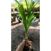 ราคา ต้นกล้า เตยหอม ใบเตยหอม ใบเตยสดเขียว 1ต้น 12บาท ถอนส่งแบบห่อตุ้ม มีราก สำหรับปลูกได้ ใบ เตย ชาใบเตย น้ำใบเตย (26223181681)