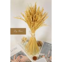 ราคา สินค้าใหม่ กรุงเทพและปริมณฑล1วันถึง Rice รวงข้าวหอมมะลิ จัดช่อ1กำ (6068720231)