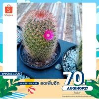 ราคา แคคตัส พันธุ์หนามพิกุล ต้นแคคตัส แคคตัสพันธุ์หนาม หนามพิกุล (10312610639)