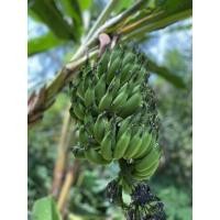 ราคา กล้วยเล็บมือนาง/หน่อกล้วยเล็บมือนางชุด5หน่อ (20020372502)