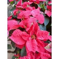 ราคา ต้นคริสต์มาส สีแดง ต้นใหญ่สวยแข็งแรงราคาต้นล่ะ120บาท (3479780589)