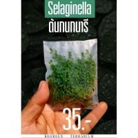 ราคา ต้นเฟิร์นกนกนารี Selaginella (แบบราก) (24321132684)