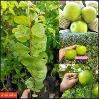 ราคา (2ต้น) ต้น เพาะเมล็ด สูง 25-30cm พุทราน้ำอ้อย ต้นพุทราน้ำอ้อย พุทรา ต้นพุทรา / happy (26061086084)