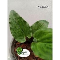 ราคา ต้นว่านรวยล้นฟ้า, ว่านเพชรฉลูกัณฑ์ หรือว่านมหารวย ไม้มงคล ขนาดเล็ก (14973253802)