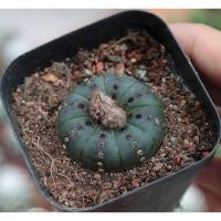 ราคา พร้อมส่ง เฟเรีย "ไนเทน" (8545907054)