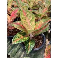 ราคา ต้นมหาเศรษฐี ตระกูลแก้ว กาญจนาหรืออโกลนีมา (Aglaonema) อโกลนีมา มหาเศรษฐี Aglaonema กระถาง 8 นิ้ว (17520829453)