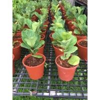 ราคา ไทรใบสัก (แคระ) หรือ fiddle fig กระถาง 6.5" (ต้นใหญ่ใบสวย) (7663079574)