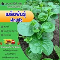 ราคา 100 เมล็ด เมล็ดผักปลัง เมล็ดพันธุ์ผักปลัง ผักปลังเขียวยักษ์ ผักปลังเขียวยอดใหญ่ อุดมด้วยคุณค่าอาหาร (43470901049)