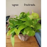 ราคา พลูด่าง ต้นพลูด่างสีทอง (3545816074)