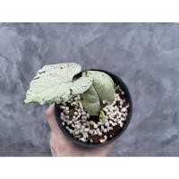 ราคา Syngonium green splash กรีนสแปลช (11442320071)