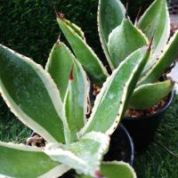 ราคา ต้นอากาเว่ (Agave) (6343445272)