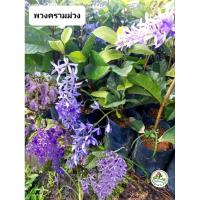 ราคา ต้นพวงครามออสเตรเลีย พวงครามสีม่วง (10057164823)