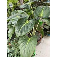 ราคา เสน่ห์จันทร์ขาว แนะนำปลูกสำหรับคนเกิดวันจันทร์ ปลูกแล้วดี ผู้ใหญ่เมตตา เป็นไม้มงคลมีเมตตามหานิยม จัดส่งแบบต้นในตะกร้า (19061248624)