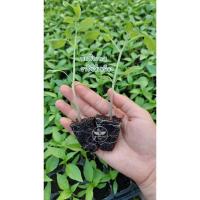 ราคา มะเขือเทศราชินีสีเหลือง•••พร้อมส่ง!!! (22227329941)