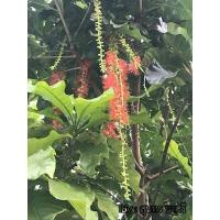 ราคา ต้นพันธุ์ สร้อยระย้า จิกน้ำ กระโดนน้ำ ออกดอกเป็นพวงระย้าสวย ต้นกล้ากระโดนป่า หรือจิกนาต้นละ 39 บาท (23245690481)