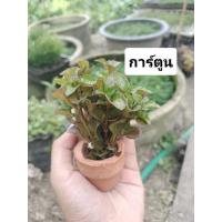 ราคา การ์ตูนไม้น้ำประดับตู้ปลา (44254445569)