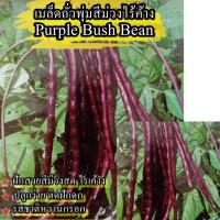 ราคา 35 เมล็ด เมล็ดถั่วฝักยาวพุ่มสีม่วงไร้ค้าง (ปลูกง่าย ติดฝักดก รสชาติหวานกรอบอร่อย ไม่ต้องทำค้าง ฝักสวยสีม่วงสด) (22655023744)