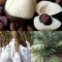 ราคา หน่อพันธุ์สละอินโด (ขั้นต่ำ 3 ต้น) (2301773196)