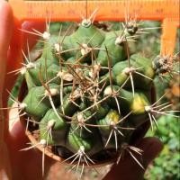 ราคา กระบองเพรช cactus ทำเเม่พันธุ์ได้100% (4913503102)