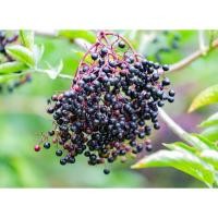 ราคา ยูโรเปี้ยน เอลเดอร์เบอร์รี่ Elderberry (Sambucus nigra) เมล็ดพันธุ์ เลือกจำนวนเมล็ดได้ที่ตัวเลือกค่ะ (24385987303)