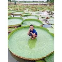 ราคา เมล็ดบัวกระด้งยักษ์ หรือบัววิคตอเรีย 79 บาท (8652054576)