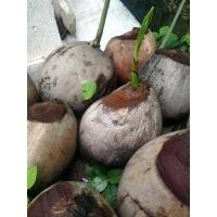 ราคา มะพร้าวน้ำหอมชุมพร หน่อมะพร้าวน้ำหอม (6796072933)