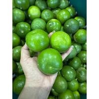 ราคา มะนาวแป้นรำไพ 1กิโล คัดเกรด เก็บสดจากสวน (25482589289)