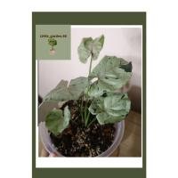 ราคา กรีนสแปลช​ Syngonium green splash​ ฟอร์มสวยๆ (10847808266)