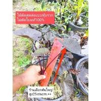 ราคา โคน่า คอฟฟี่(ตัดสด) Colocasia kona coffee (21843117551)