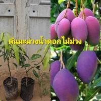 ราคา ต้นมะม่วงน้ำดอกไม้สีม่วง (41054676183)