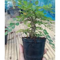 ราคา บอนไซ เกล็ดปลาหมอ กระถาง4นิ้ว (7136010459)