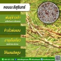 ราคา เมล็ดพันธุ์​ข้าว​ ข้าวเจ้า หอมมะลิสุรินทร์ หอมสุรินทร์ นาปี ไวแสง หอมนุ่ม แท้จากสุรินทร์ 25 กก. คูลเกษตร KR59 (25971687004)