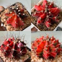 ราคา ยิมโนด่างไม้เมล็ด ยิมโนหัวสี [Lot5] กระบองเพชร จากเรือนแคคตัสสุราษฎร์ธานี (9715695985)