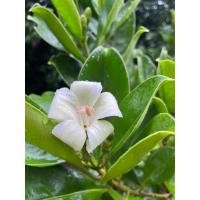 ราคา ต้นแก้วมุกดา พุ่มสวย รากเยอะ ความสูงประมาณ 60 ซม. (25259685720)