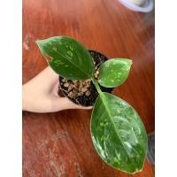 ราคา เศรษฐีวิลสันด่าง 3ใบ (12915419810)