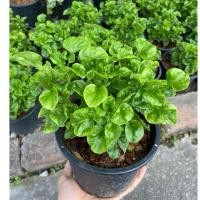 ราคา ต้นวอเตอร์เครส Watercress สลัดน้ำ ผักน้ำ พร้อมปลูก (กระถาง 6 นิ้ว) (28976087351)