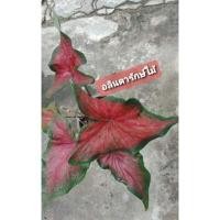 ราคา บอนสีท้าวพันตา (บอนเก่า โบราณ) สีแดง น่าสะสม กระถาง 4 นิ้ว (11147955059)