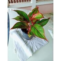 ราคา ต้นแสงเงินแสงทองต้นไม้มงคลต้นละ59 (10938816780)