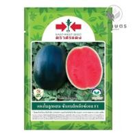 ราคา เมล็ดพันธุ์แตงโมลูกดำซันแบล็คXLตราศรแดงขนาด40กรัม (43559263506)