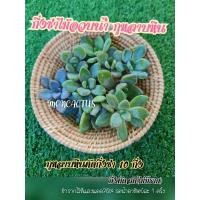 ราคา กุหลาบหิน ใบกุหลาบหิน ยอดกุหลาบหิน กิ่งกุหลาบหินตัดสด (8493762657)