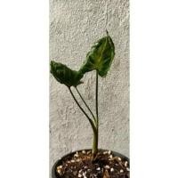 ราคา ต้นห่อเงินห่อทอง ไม้มงคลเสริมโชคลาภ ไม้ฟอกอากาศ พร้อมกระถาง (11649180176)