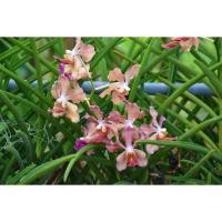 ราคา กล้วยไม้ กลิ่นหอม โจเซฟิน แวน เบอโร (Josephine van Brero) กล้วยไม้ลูกผสม ออกดอกตลอดทั้งปี ขายแบบตัดสด ยังไม่ติดดอก (22960536119)