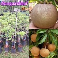 ราคา ต้นละมุดสาลี่ยักษ์ หรือ ละมุดเวียดนาม กิ่งทาบ ไม้ผล นิยมปลูก (28981607466)