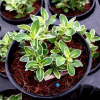 ราคา ข้าวตอกพระร่วง เกล็ดแก้ว พืชฟอกอากาศ ดอกสีขาว ไม้มงคลจิ๋วขนาดเล็ก (3951655759)