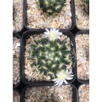 ราคา แมมขนนกเหลือง Mammillaria schiedeana (13754488558)