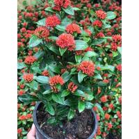 ราคา เข็มพิกุล ต้นเข็มพิกุลแดง (4581873128)